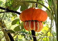 Turks Turban Pumpkin Seeds Heirloom Non-GMO Gourd Seeds for Garden Planting, Colorful Ornamental Pumpkin, Unique Turban Shape Variety