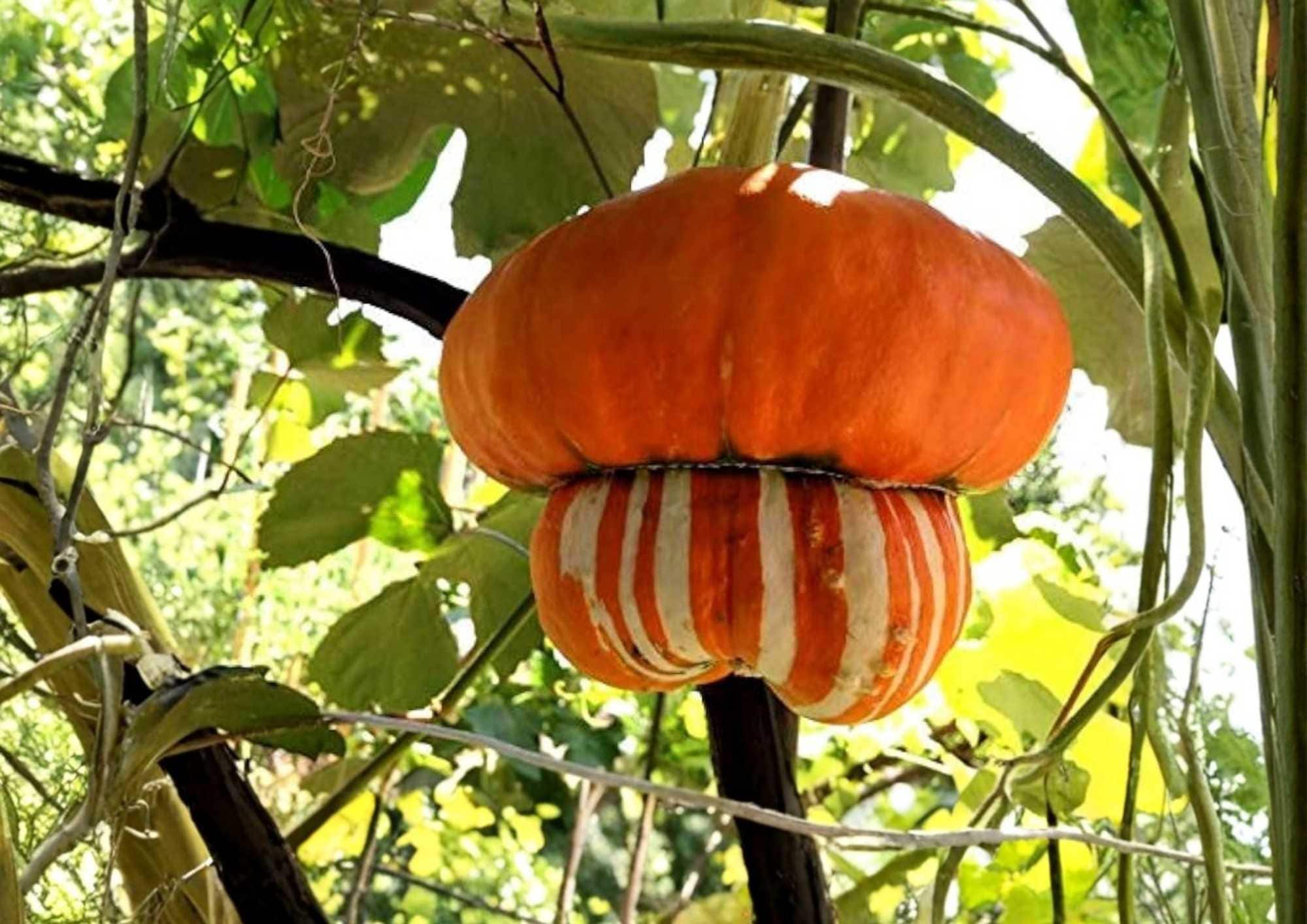 Turks Turban Pumpkin Seeds Heirloom Non-GMO Gourd Seeds for Garden Planting, Colorful Ornamental Pumpkin, Unique Turban Shape Variety