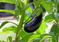 Black Beauty Eggplant Seeds, Heirloom Organic Non-GMO Vegetable Seeds for Garden, Dark Purple Eggplant, Fast Growing, Large Fruit