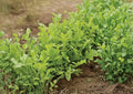 Astro Arugula Seeds 500+ Pack Heirloom Organic Non-GMO Herb Seeds for Garden, Fast-Growing Rocket Salad Greens, Peppery Flavor