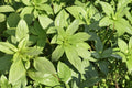 Lemon Basil Seeds – Ocimum basilicum – Aromatic Herb for Herb Gardens & Containers – 75 Seeds