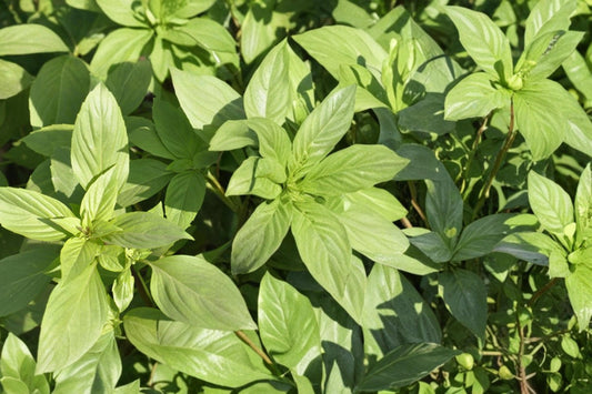 Lemon Basil Seeds – Ocimum basilicum – Aromatic Herb for Herb Gardens & Containers – 75 Seeds