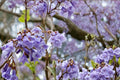 Empress Tree Seeds – Paulownia tomentosa – Fast-Growing Deciduous Tree with Lavender-Purple Flowers and Large Leaves
