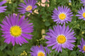 Tahoka Daisy Seeds – Machaeranthera tanacetifolia, Lavender Purple Wildflower, Annual Prairie Plant, Drought Tolerant Flower
