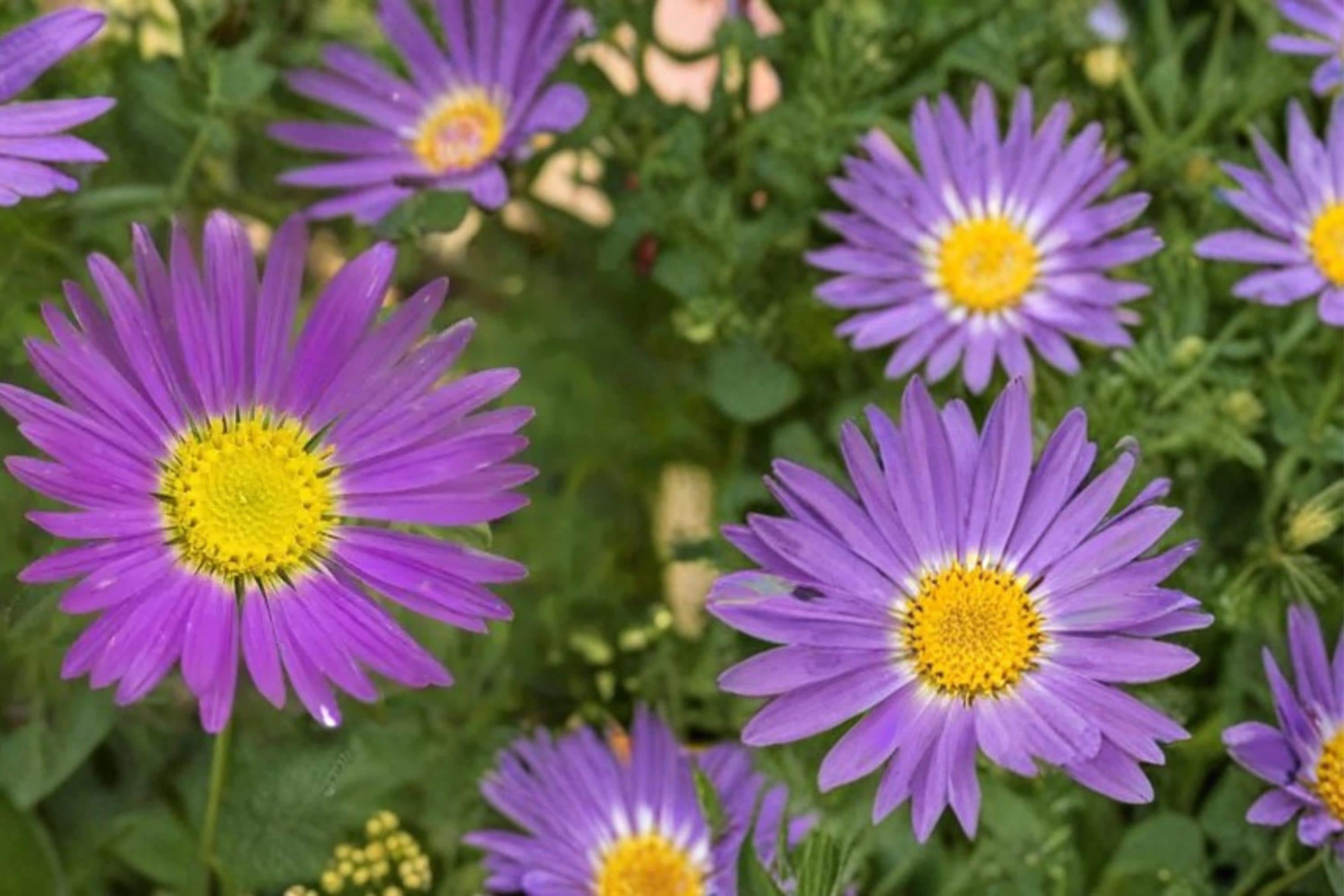 Tahoka Daisy Seeds – Machaeranthera tanacetifolia, Lavender Purple Wildflower, Annual Prairie Plant, Drought Tolerant Flower