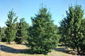 American Holly Seeds (Ilex opaca) – Evergreen Tree, Bright Red Berries, Wildlife & Landscape Planting, Cold-Hardy, 10 Seeds