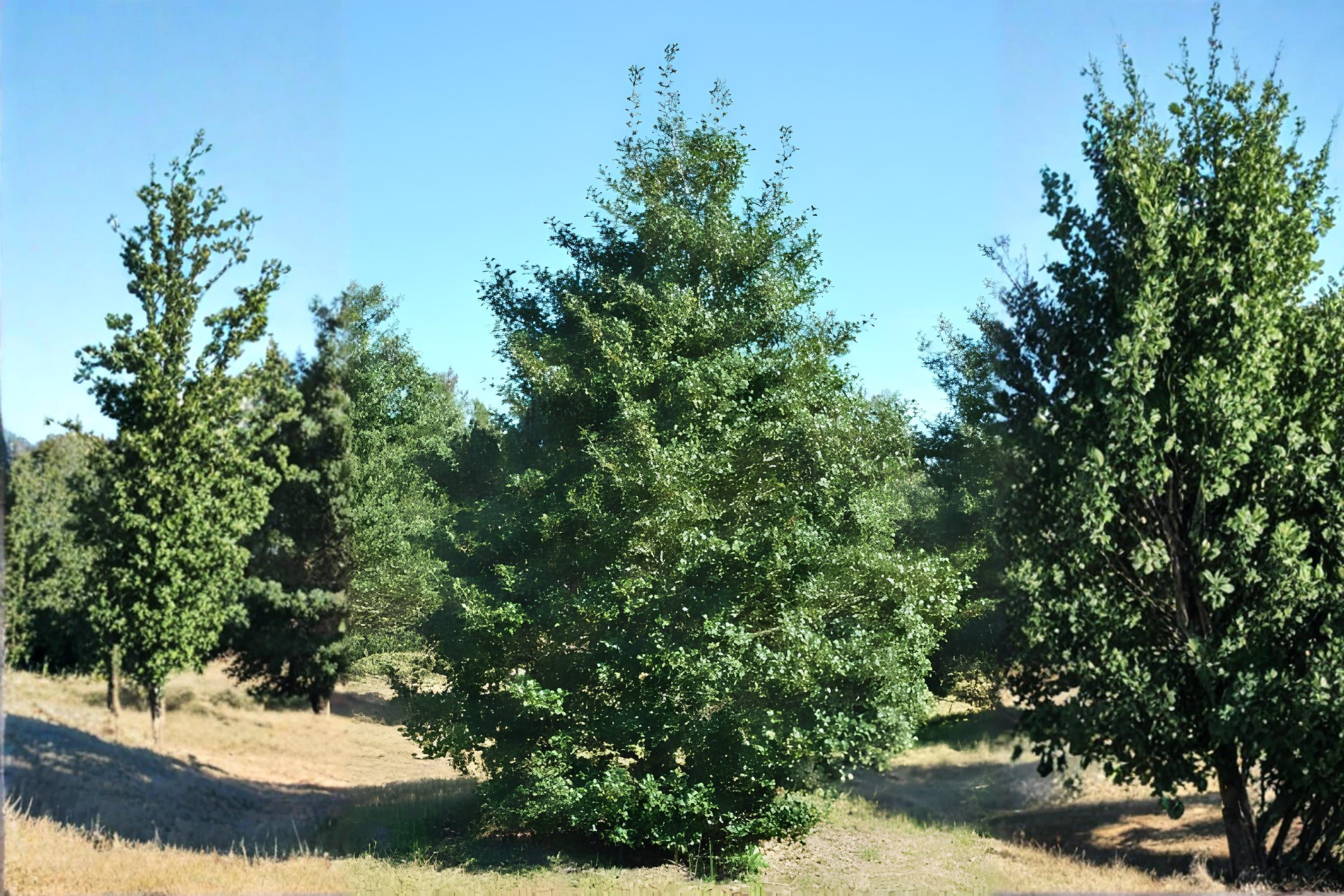 American Holly Seeds (Ilex opaca) – Evergreen Tree, Bright Red Berries, Wildlife & Landscape Planting, Cold-Hardy, 10 Seeds