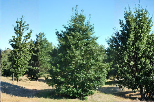 American Holly Seeds (Ilex opaca) – Evergreen Tree, Bright Red Berries, Wildlife & Landscape Planting, Cold-Hardy, 10 Seeds