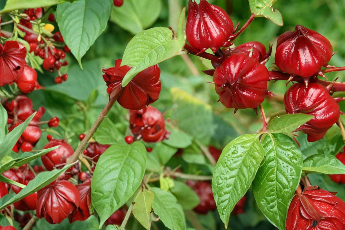 Roselle Seeds 10 Pack – Hibiscus sabdariffa Tropical Herbaceous Annual with Red Calyces for Culinary & Garden Use