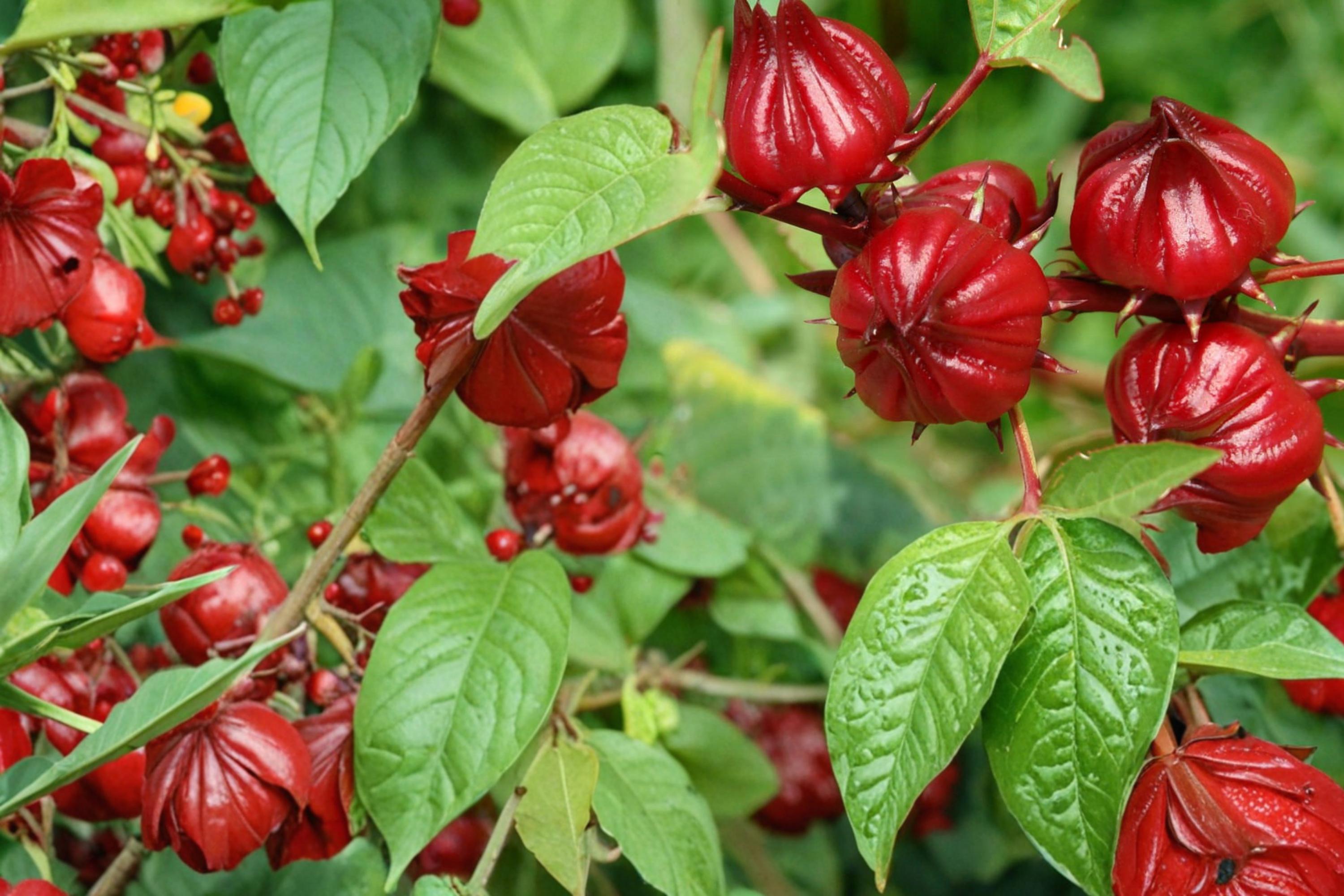 Roselle Seeds 10 Pack – Hibiscus sabdariffa Tropical Herbaceous Annual with Red Calyces for Culinary & Garden Use