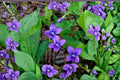 Common Blue Violet Seeds – Viola sororia – Native Perennial Shade Flower with Blue to Purple Blooms