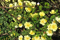 Manchu Rose Seeds Rosa xanthina Deciduous Shrub with Bright Yellow Flowers, Garden Hedge & Border Plant