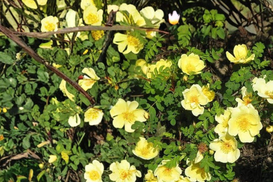 Manchu Rose Seeds Rosa xanthina Deciduous Shrub with Bright Yellow Flowers, Garden Hedge & Border Plant