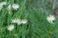 Illinois Bundleflower Seeds – Desmanthus illinoensis, Native Perennial Legume for Prairies & Meadows, White Flowers, Drought Tolerant