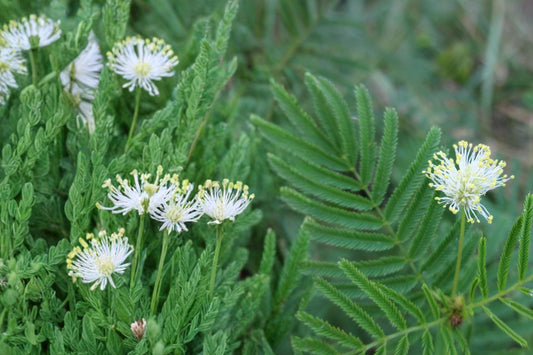 Illinois Bundleflower Seeds – Desmanthus illinoensis, Native Perennial Legume for Prairies & Meadows, White Flowers, Drought Tolerant