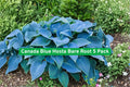 Canada Blue Hosta Bare Root 5 Pack - Blue-Green Foliage, Lavender Flowers, Perennial, Shade Garden, Hardy, Hosta spp.