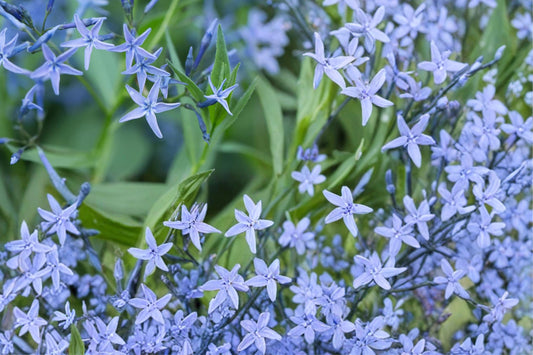 Ozark Bluestar Seeds – Amsonia illustris Herbaceous Perennial for Borders & Meadows, Blue Star-Shaped Flowers, 10 Seeds