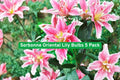 Sorbonne Oriental Lily Bulbs 5 Pack – Pink & White Fragrant Flowers, Easy to Grow, Summer Bloom, Lilium orientalis