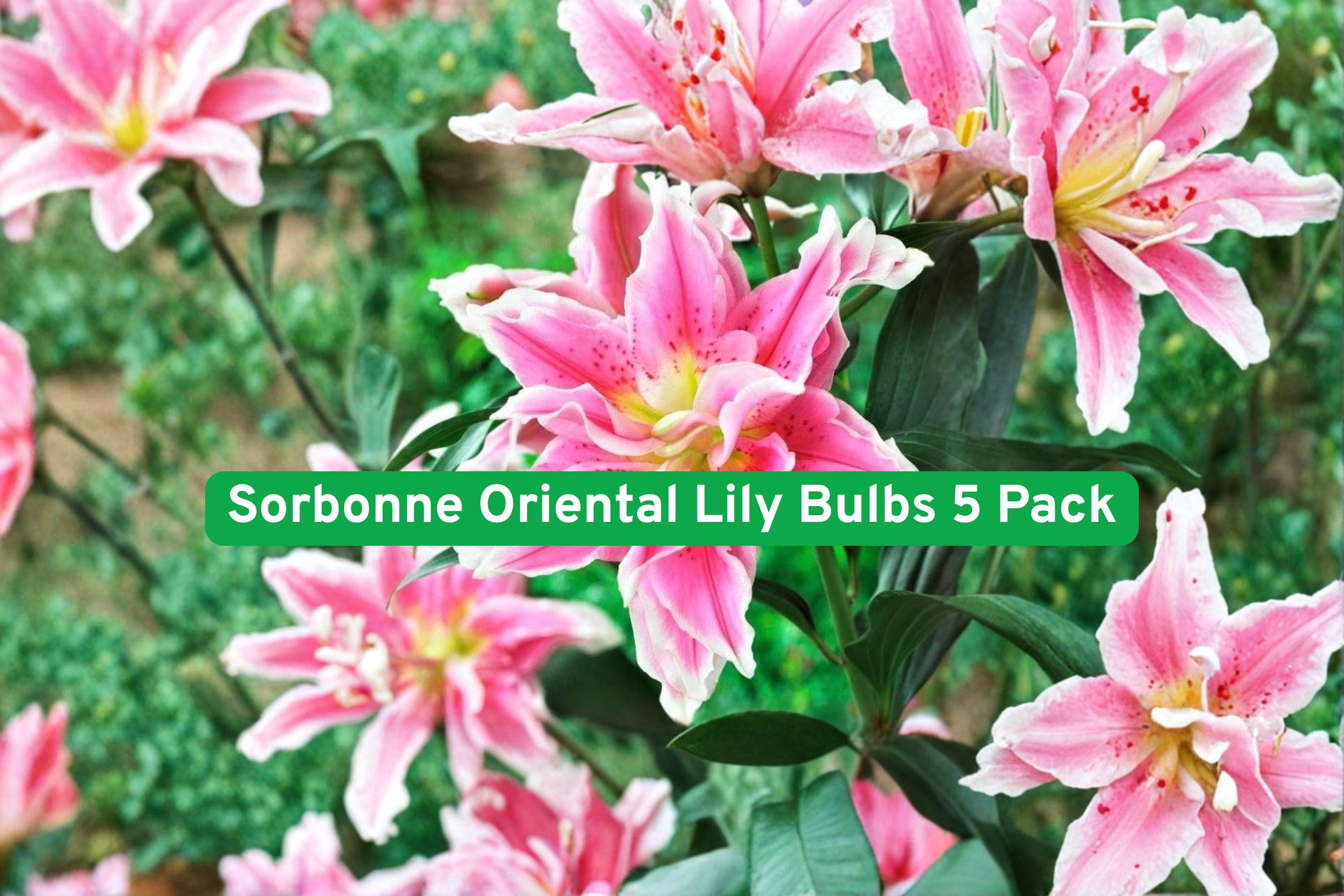 Sorbonne Oriental Lily Bulbs 5 Pack – Pink & White Fragrant Flowers, Easy to Grow, Summer Bloom, Lilium orientalis