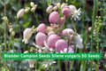 Bladder Campion Seeds, Silene vulgaris, 50 Pack – Unique White Wildflower for Cottage & Natural Gardens