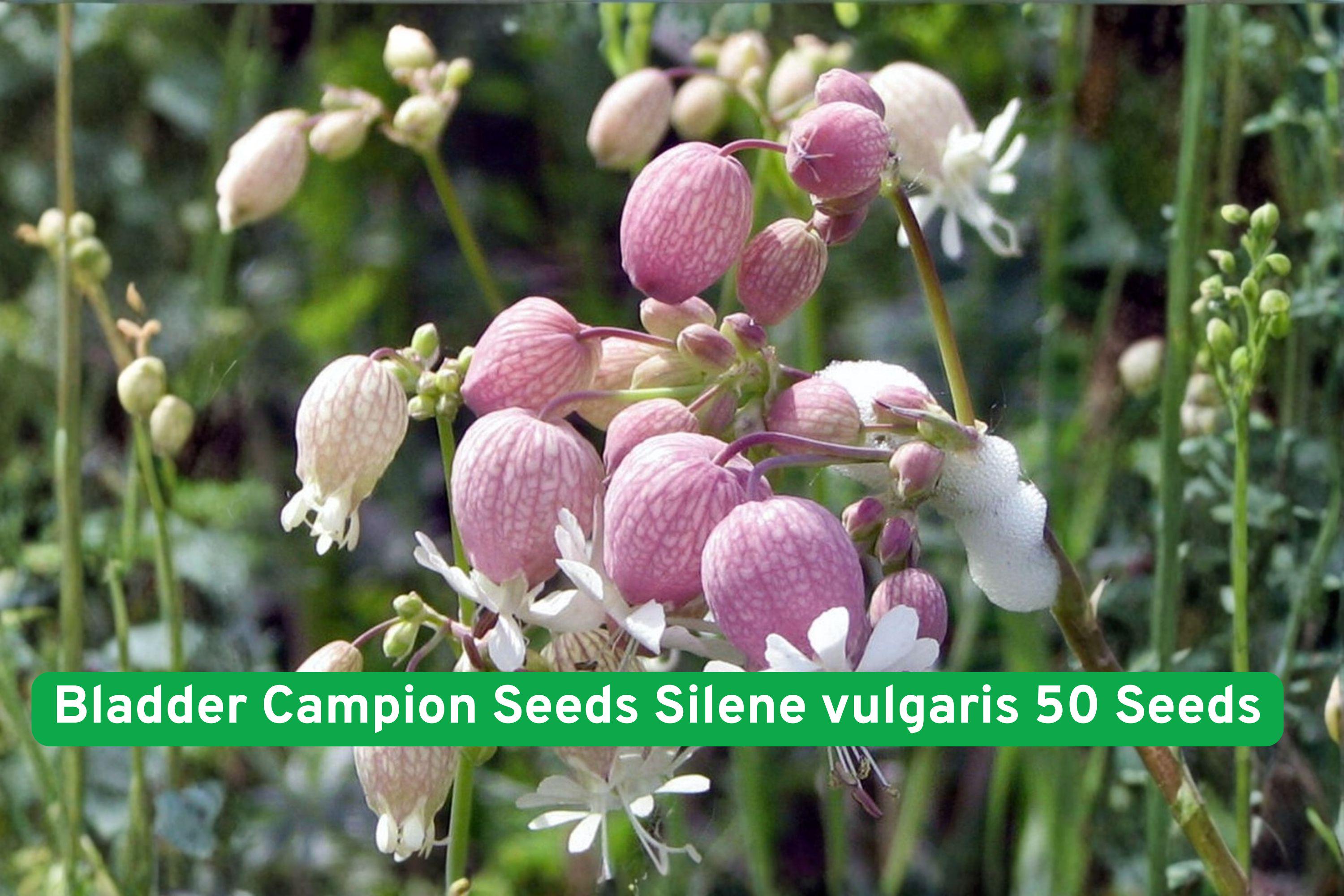 Bladder Campion Seeds, Silene vulgaris, 50 Pack – Unique White Wildflower for Cottage & Natural Gardens
