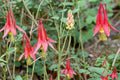 Red Columbine Seeds – Aquilegia canadensis – Native Perennial with Red and Yellow Nodding Flowers, Woodland & Border Plant