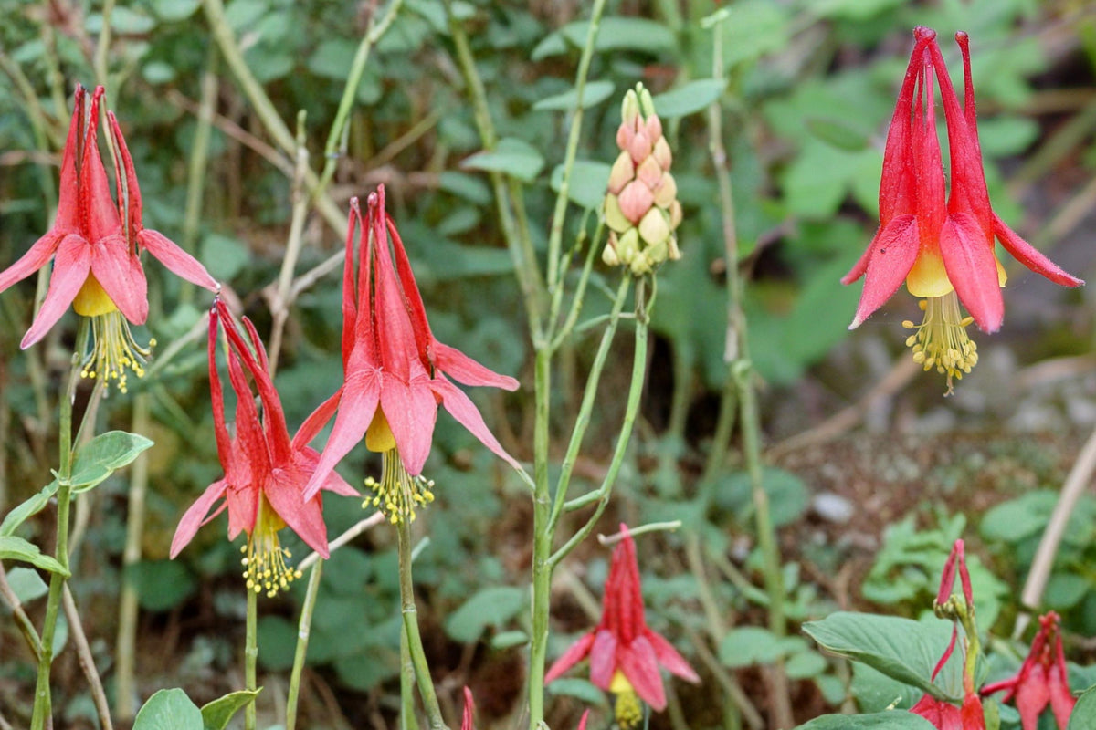 Red Columbine Seeds – Aquilegia canadensis – Native Perennial with Red and Yellow Nodding Flowers, Woodland & Border Plant