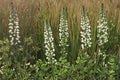 White Wild Indigo Seeds – Baptisia alba Herbaceous Perennial for Gardens and Prairies, White Flower Spike Seed Pack