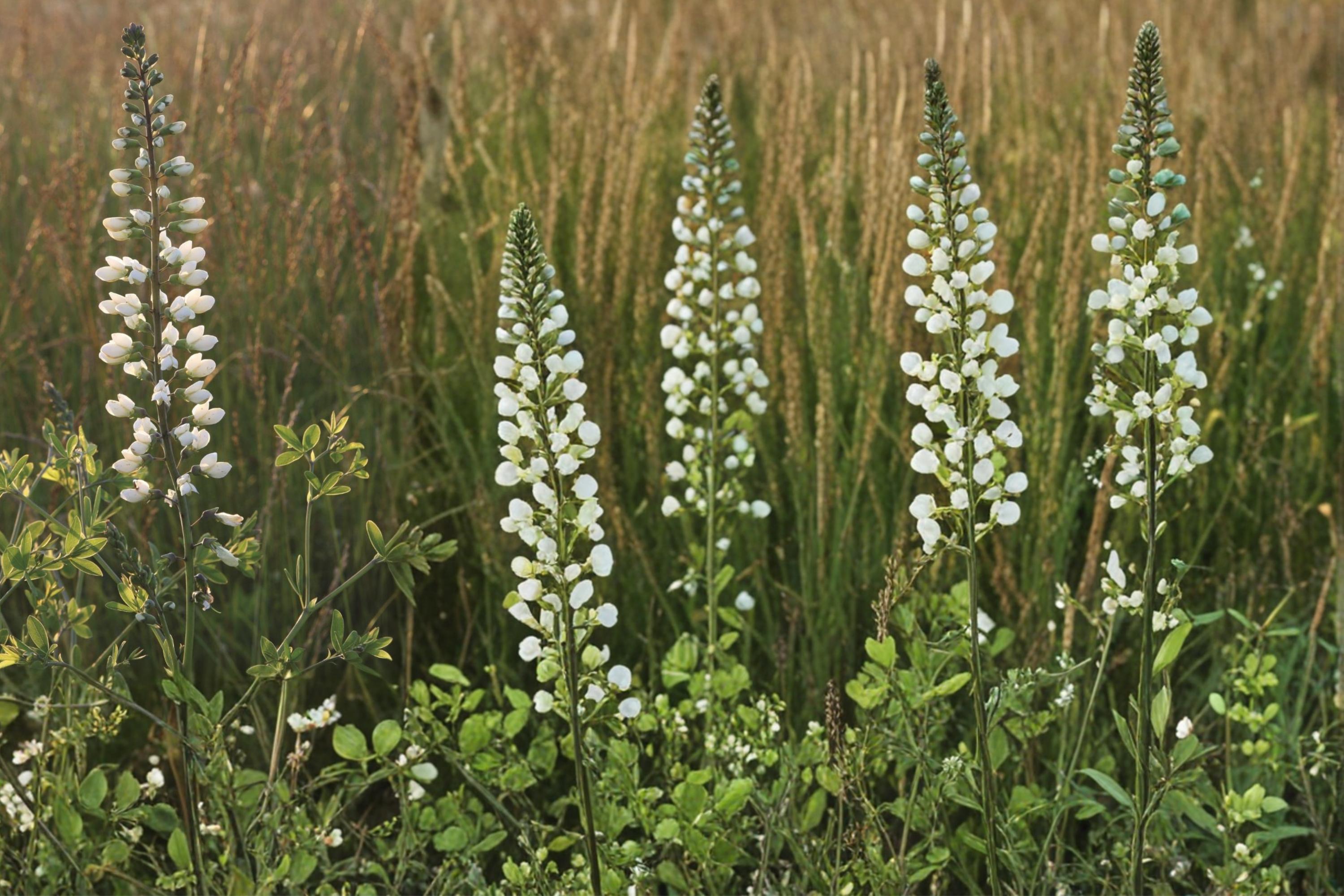 White Wild Indigo Seeds – Baptisia alba Herbaceous Perennial for Gardens and Prairies, White Flower Spike Seed Pack