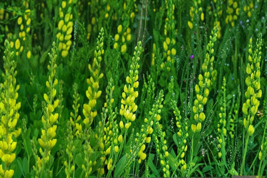 Yellow Wild Indigo Seeds – Baptisia tinctoria Herbaceous Perennial with Yellow Flowers, Drought Tolerant, Native Prairie Plant