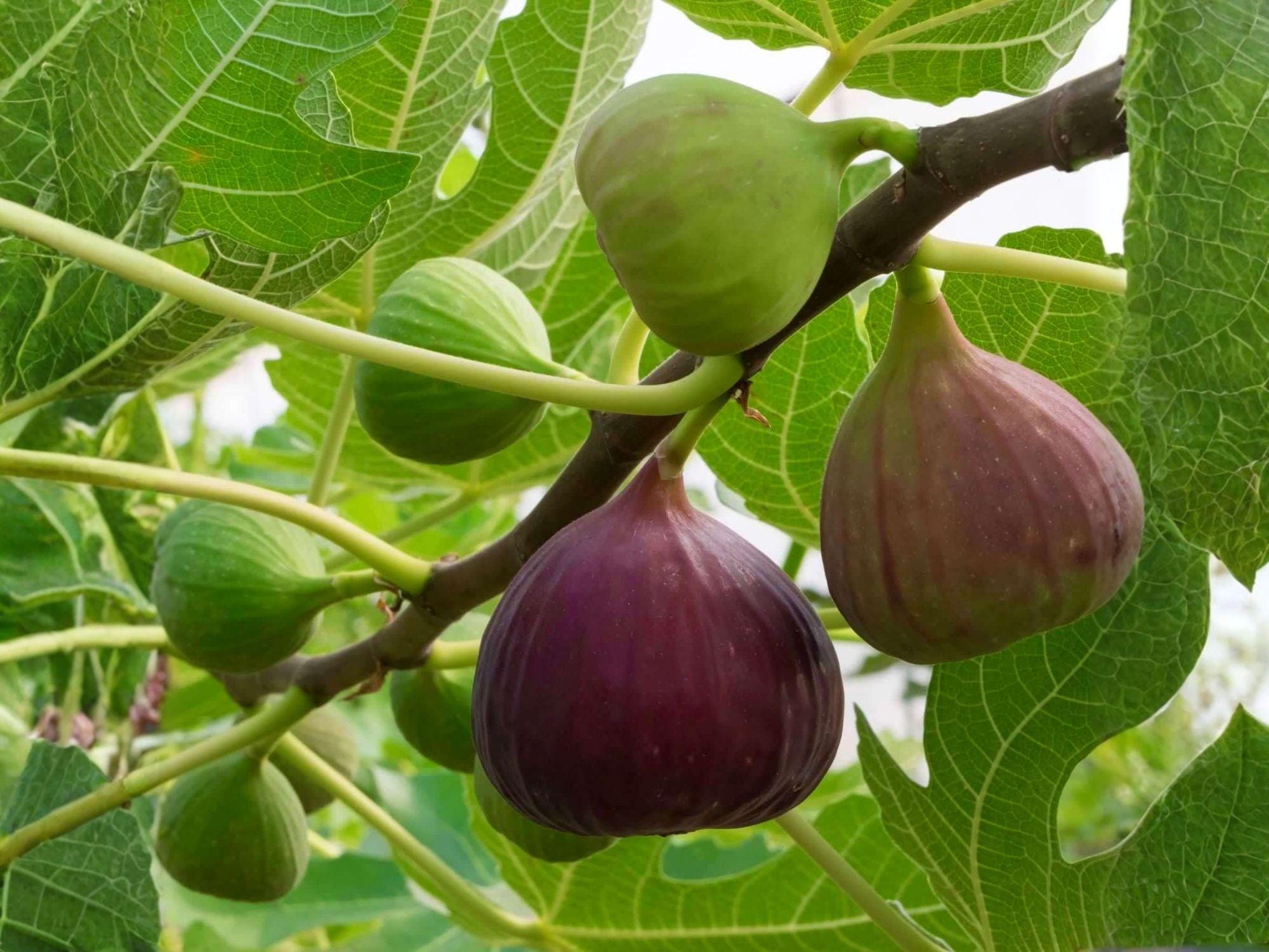Brown Turkey Fig Cuttings 6 Inch Ficus carica Edible Fruit Tree for Garden & Cooking