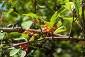 Possumhaw Holly Seeds | Red Berry Native Ilex decidua | Deciduous Holly for Wildlife & Landscaping
