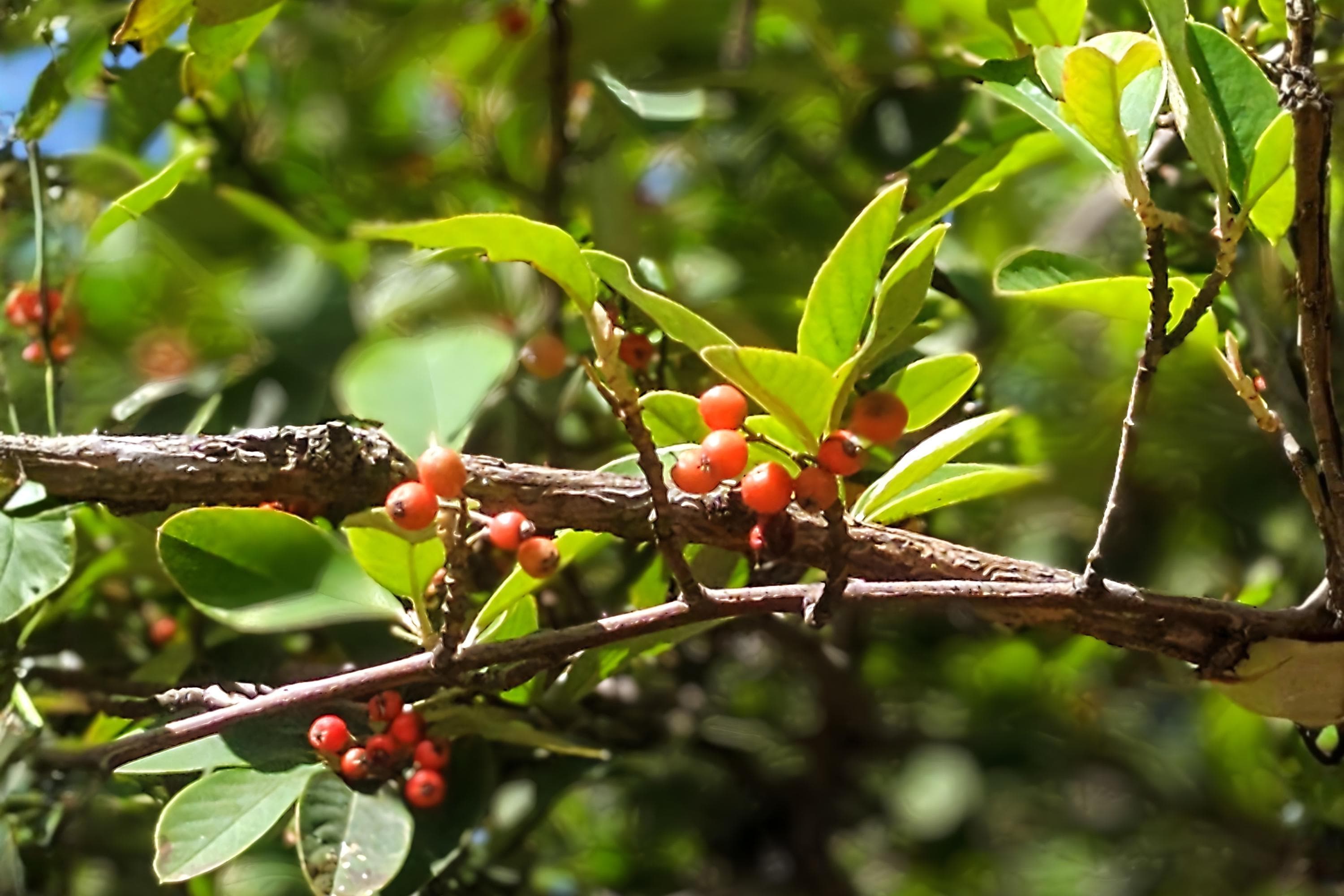 Possumhaw Holly Seeds | Red Berry Native Ilex decidua | Deciduous Holly for Wildlife & Landscaping