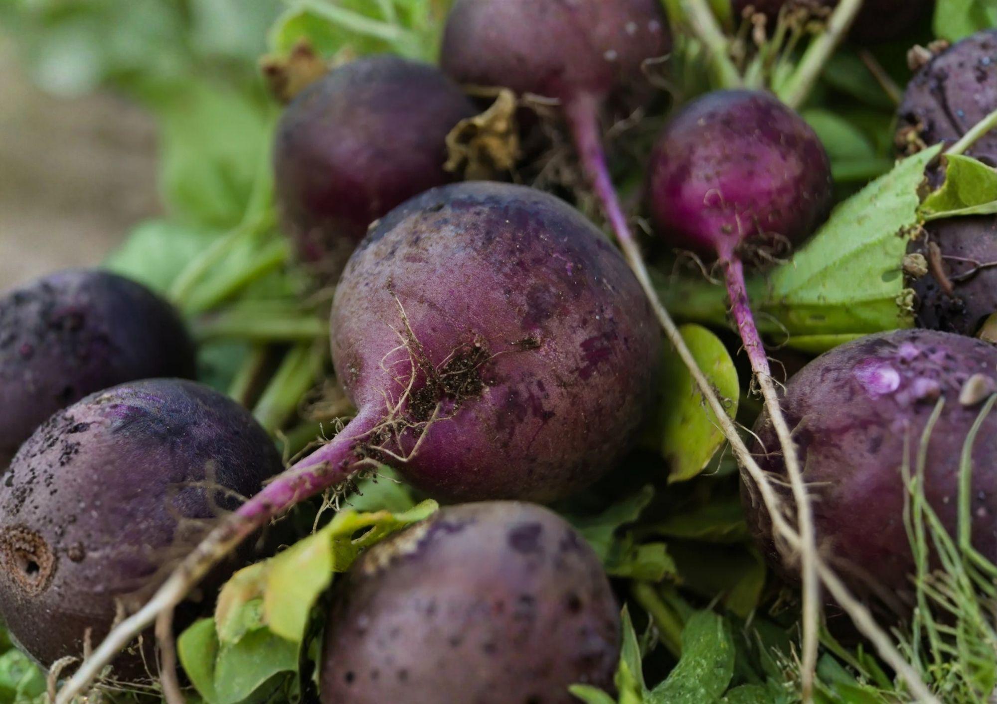 300+ Purple Plum Radish Seeds – Heirloom Non-GMO Vegetable Seeds for Garden, Round Purple Radish, Crisp & Mild Flavor, Fast Growing