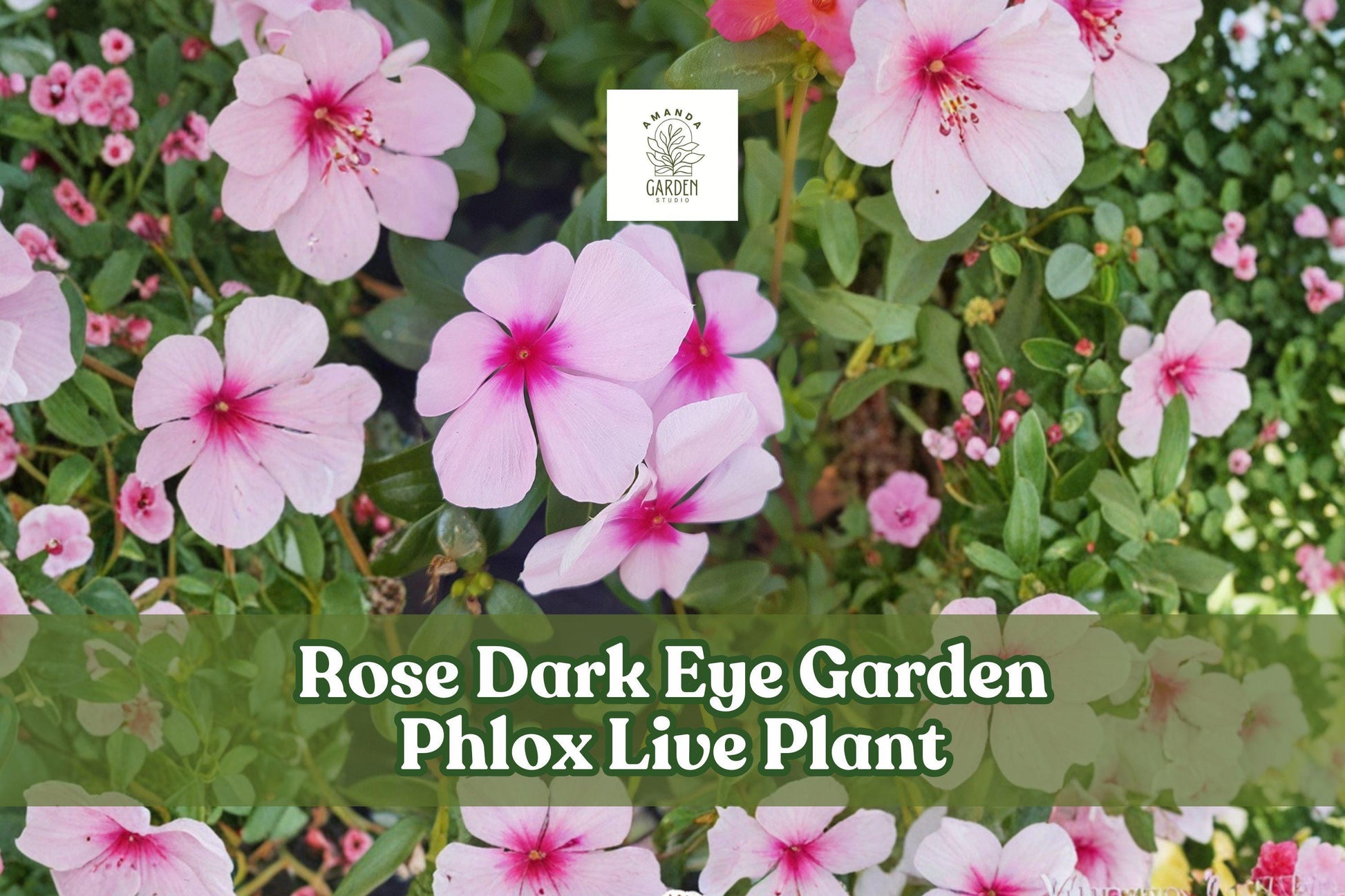 Garden Phlox Live Plant | Rose Dark Eye Pink Perennial Flower Starter | Phlox paniculata