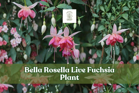Bella Rosella Fuchsia Live Plant – Hanging Basket, Container, Shade Garden, Hummingbird Flower, Perennial, Fuchsia Scientific Name