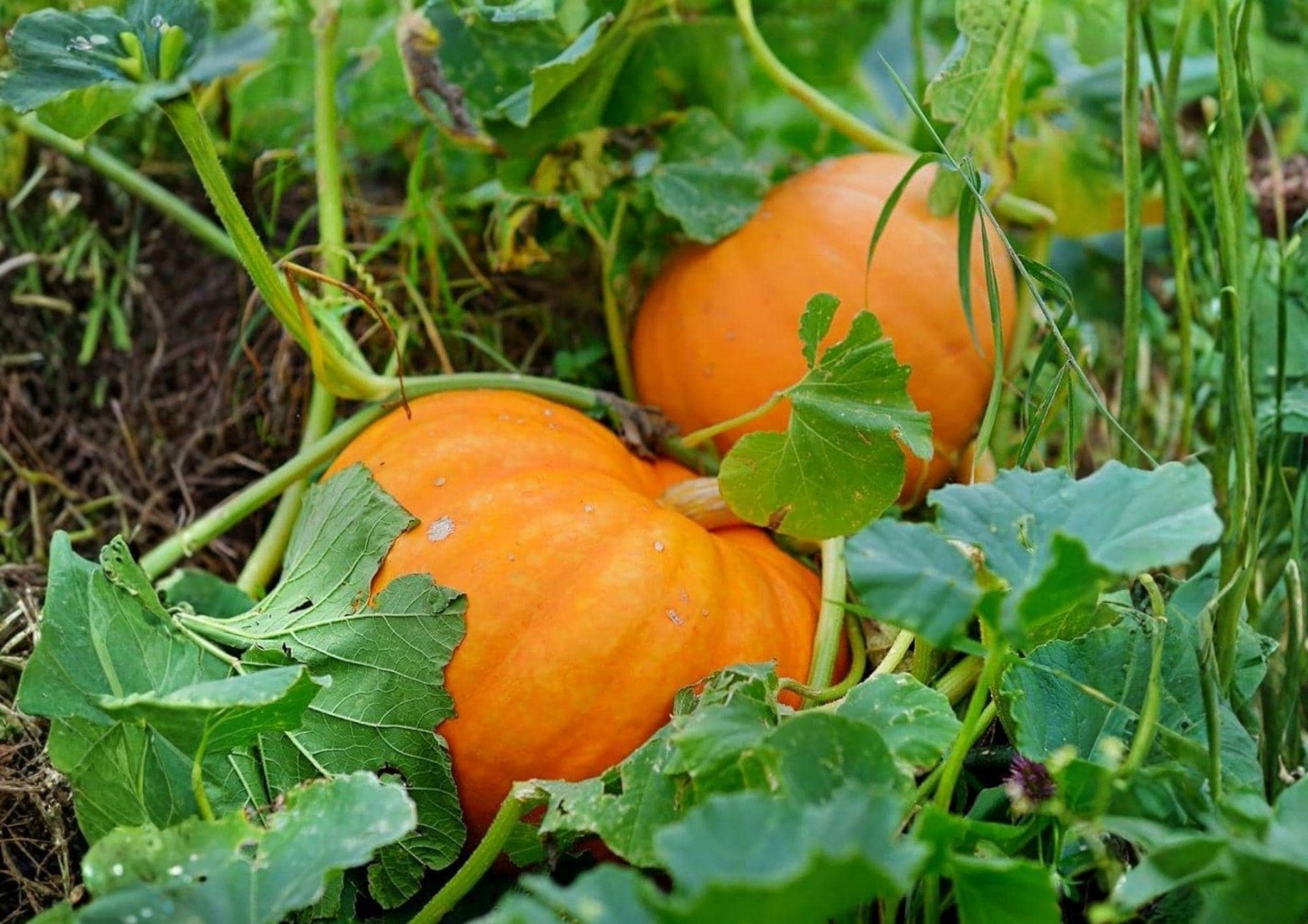 Big Max Pumpkin Seeds, Giant Heirloom Non-GMO, Garden Planting, Large Orange Pumpkins, Competitive Growing Variety