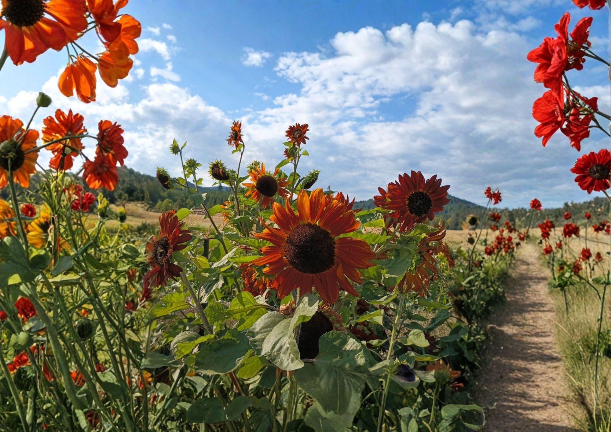 50+ Red Sun Sunflower Seeds – Heirloom Non-GMO Ornamental Flower Seeds for Garden, Pollinator Attracting, Easy to Grow
