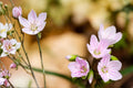 Spring Beauty Seeds - Native Woodland Wildflower, Claytonia virginica, Early Blooming, Shade Garden, Pollinator Friendly, 20 Pack