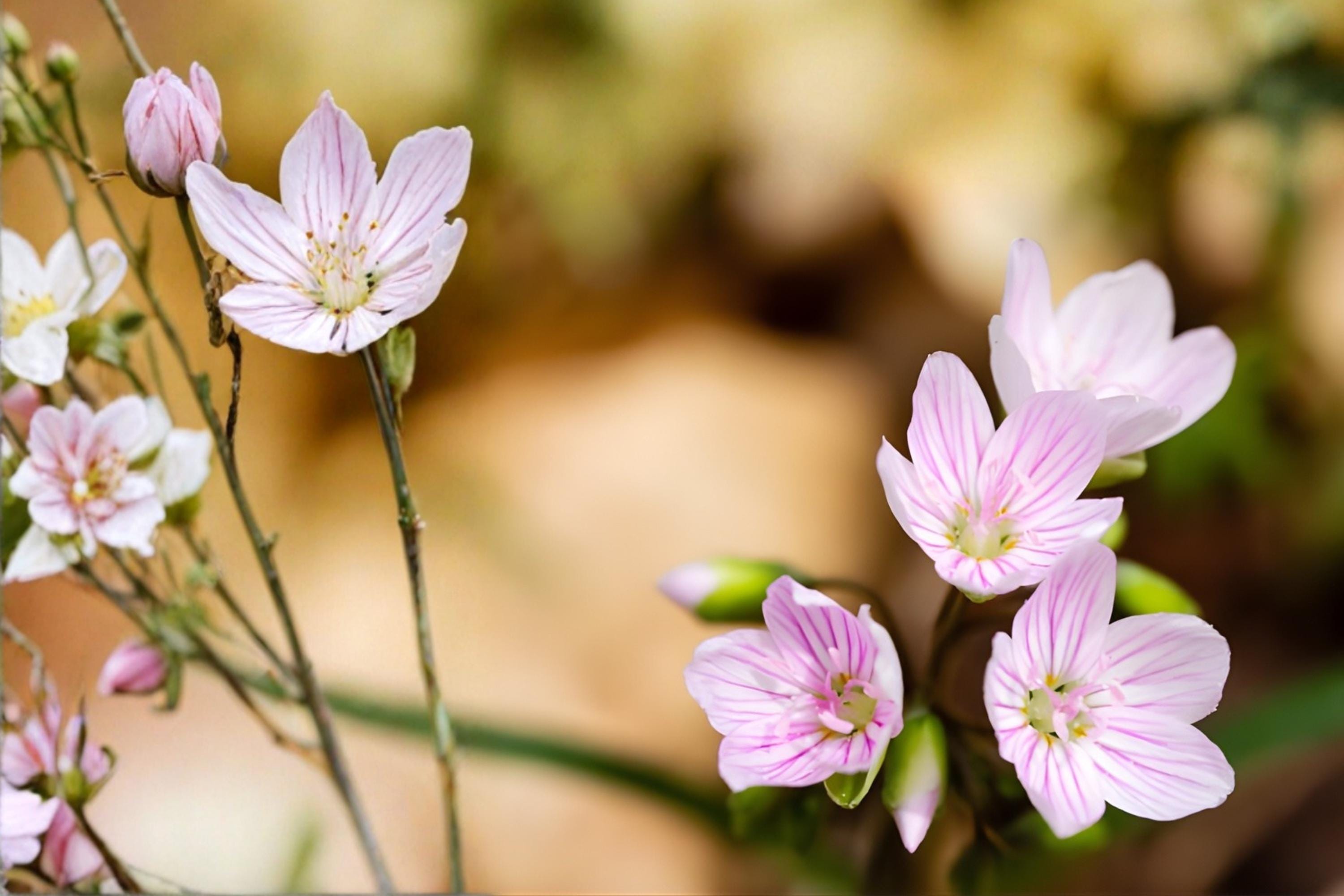 Spring Beauty Seeds - Native Woodland Wildflower, Claytonia virginica, Early Blooming, Shade Garden, Pollinator Friendly, 20 Pack