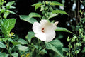 Woolly Rose Mallow Seeds 25 Hibiscus lasiocarpos Native Hibiscus for Wetlands, Rain Gardens, Pollinator Habitat