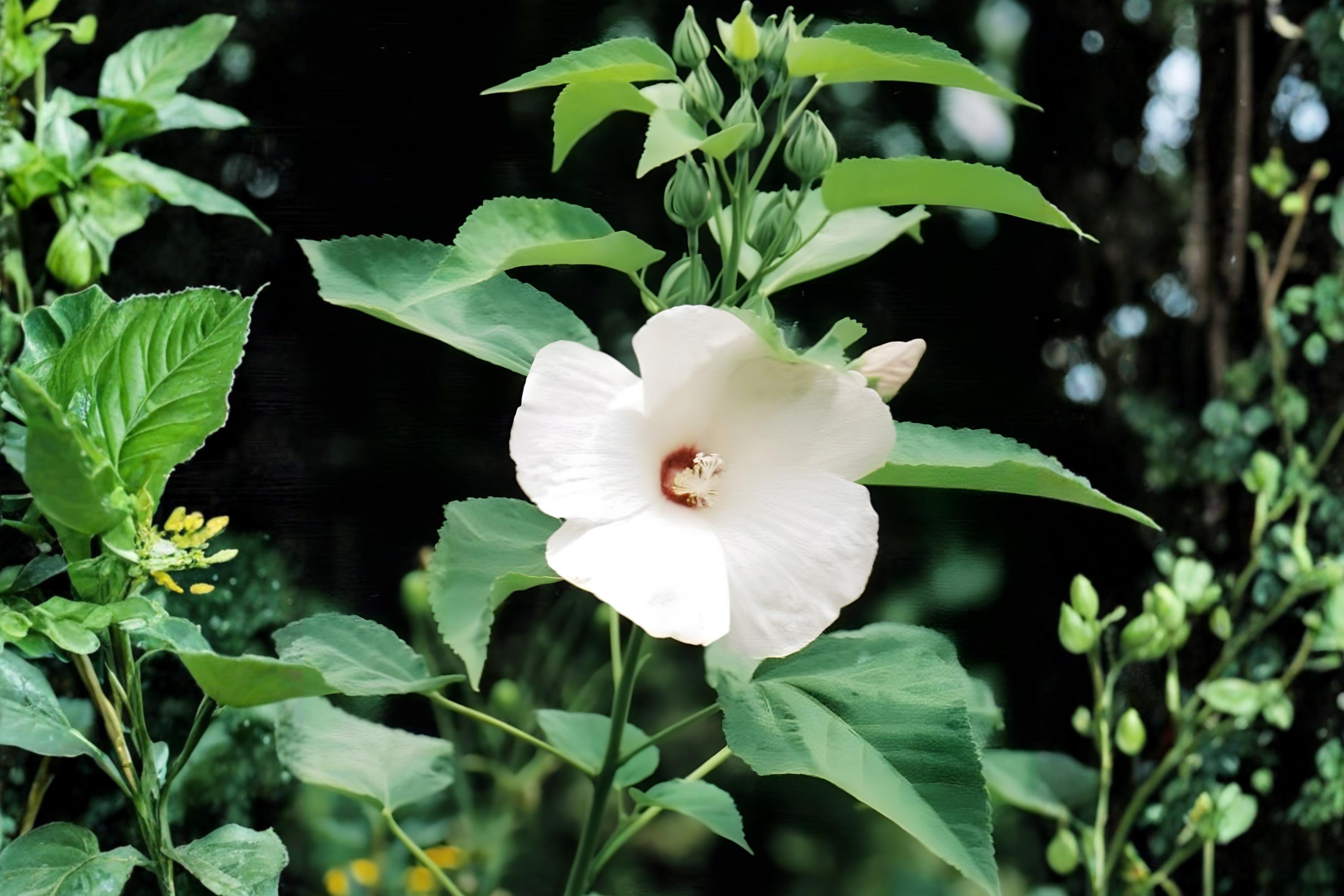 Woolly Rose Mallow Seeds 25 Hibiscus lasiocarpos Native Hibiscus for Wetlands, Rain Gardens, Pollinator Habitat