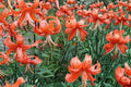 Tiger Lily Bulb – Lilium lancifolium Mixed Color, Perennial Flower for Garden Beds & Borders