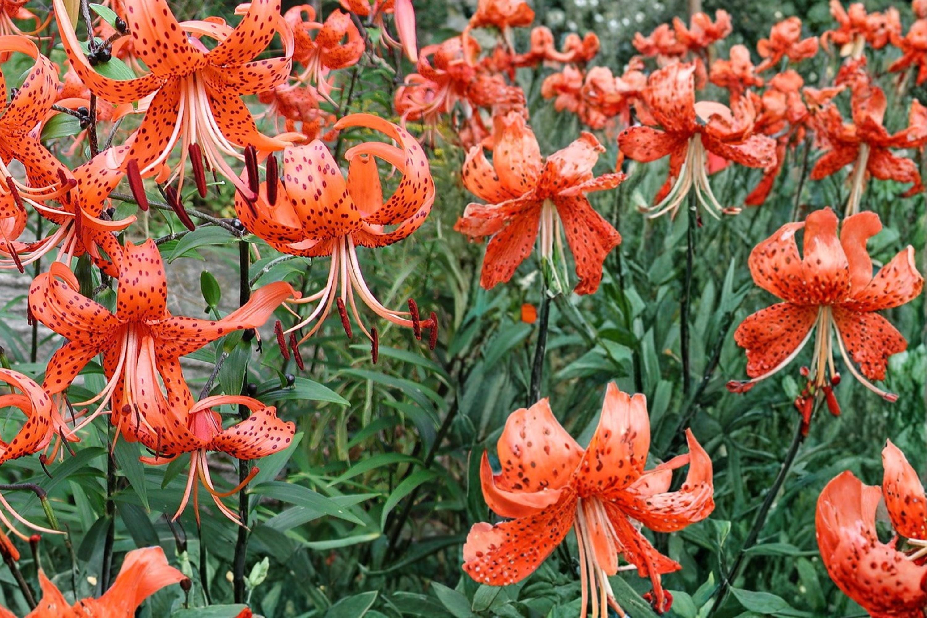 Tiger Lily Bulb – Lilium lancifolium Mixed Color, Perennial Flower for Garden Beds & Borders