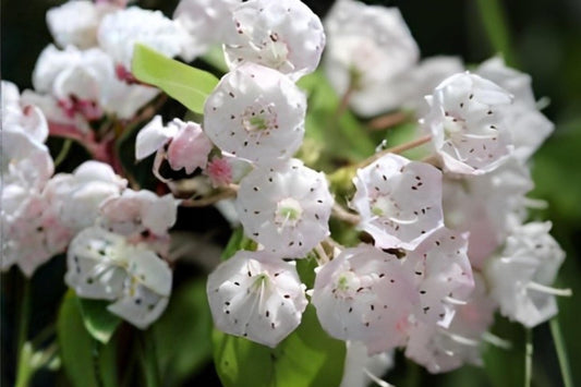 Mountain Laurel Seeds (Kalmia latifolia) – Native Evergreen Shrub with Pink to White Flowers, Woodland Garden, Shade Landscape, Pollinator Habitat