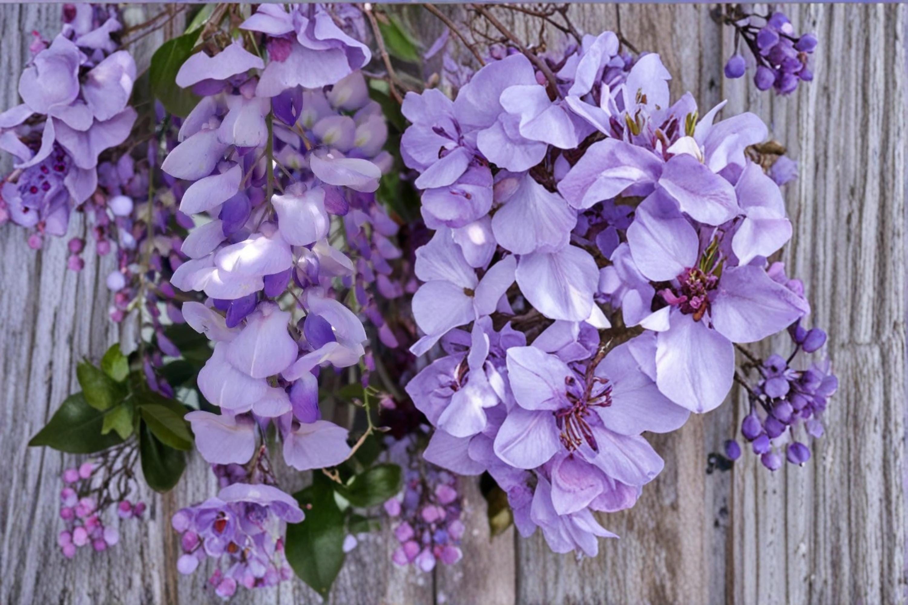 Purple Wisteria Seeds – Wisteria sinensis Vine for Outdoor Garden, Climbing Flowering Vine, Cascading Purple Blooms, Perennial Plant
