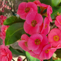 Hot Pink Crown of Thorns Cutting | Succulent Starter Plant Euphorbia milii | Indoor & Outdoor Ornamental Plant