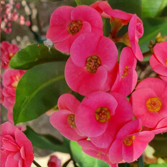 Hot Pink Crown of Thorns Cutting | Succulent Starter Plant Euphorbia milii | Indoor & Outdoor Ornamental Plant