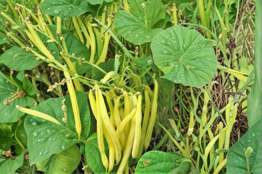 Golden Wax Bean Seeds – Phaseolus vulgaris Yellow Pod Heirloom Vegetable Seeds for Planting, Garden Bed & Container Cultivation