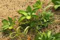 Tromboncino Squash Seeds – Cucurbita moschata Vine, Long Curved Fruits, Heirloom Summer Vegetable, Garden Plant, 20 Seeds